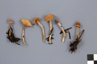 Cortinarius acutus image